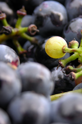 grapes for wine